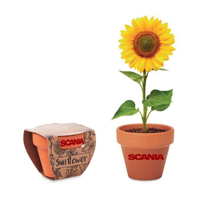 GiftRetail MO6147 - SUNFLOWER Pot graines de tournesol